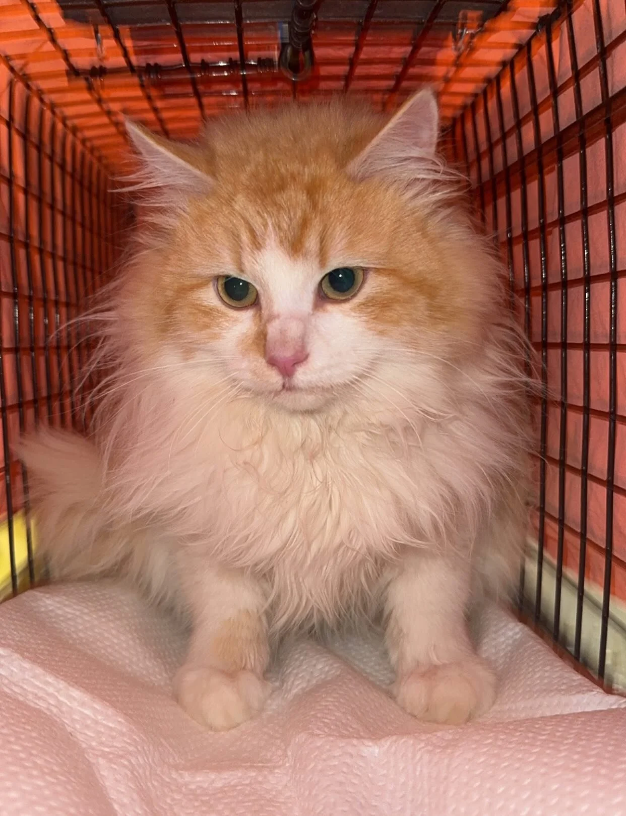 Well, we&rsquo;ve certainly had quite the busy day today! We were able to TNR a grand total of 18 cats - approximately double our usual numbers! 🐾 

Many of the cats brought to us this week needed a bit of additional TLC due to superficial wounds an