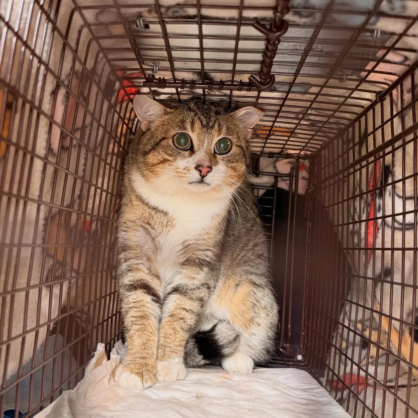 We&rsquo;ve certainly been busy lately! Over the last two weeks, we were able to spay / neuter and vaccinate 30 cats! 🐾

Altering just one community cat prevents the birth of thousands upon thousands of unwanted kittens over time, reduces nuisance b