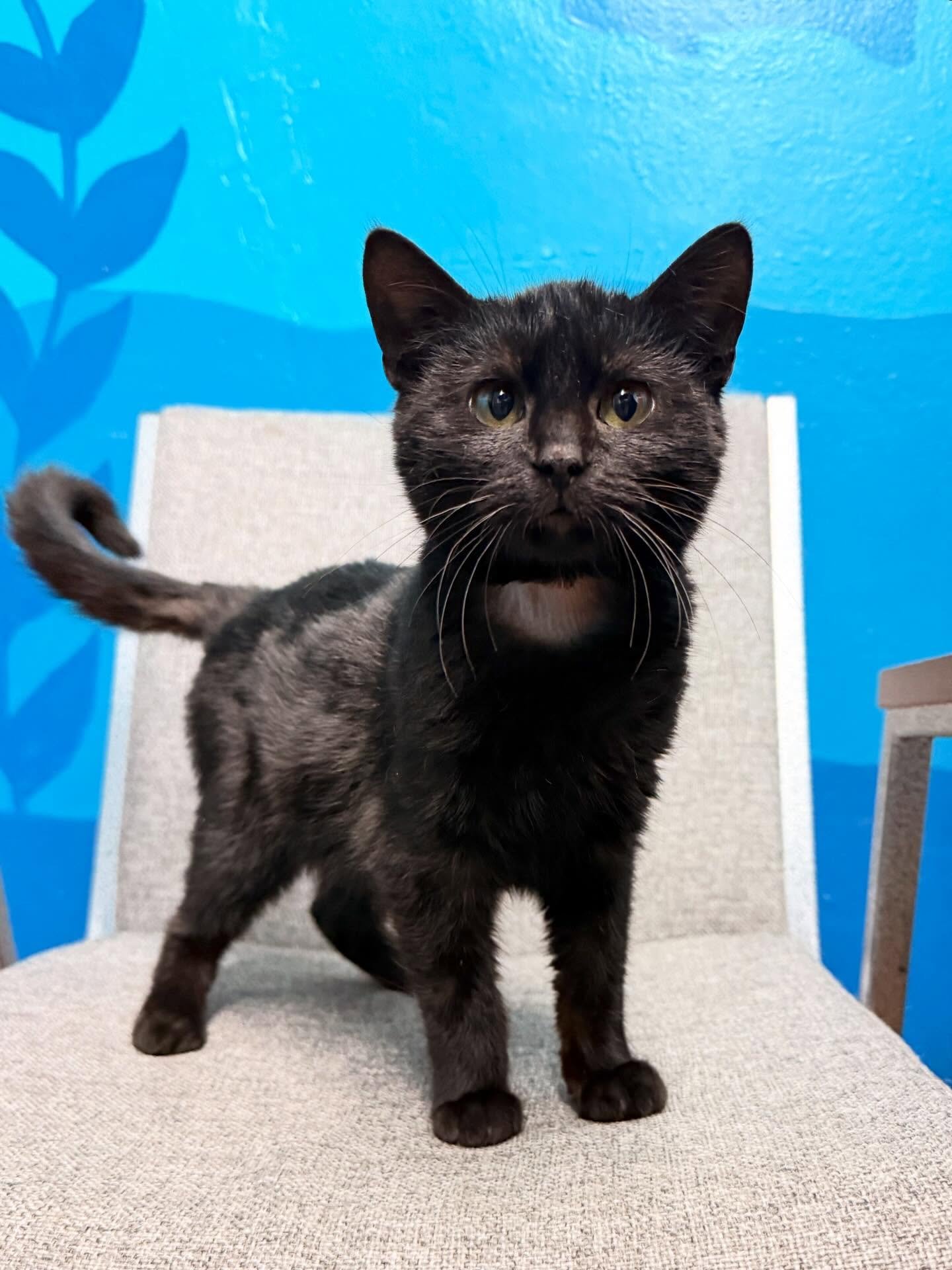 ✨ Fundraising Request! ✨

We paid a visit to a very special kitty this week! Sweet Bat was trapped at a colony in London a couple of weeks ago, and it was immediately clear that this girl was VERY friendly - she was trying to escape her trap just to 