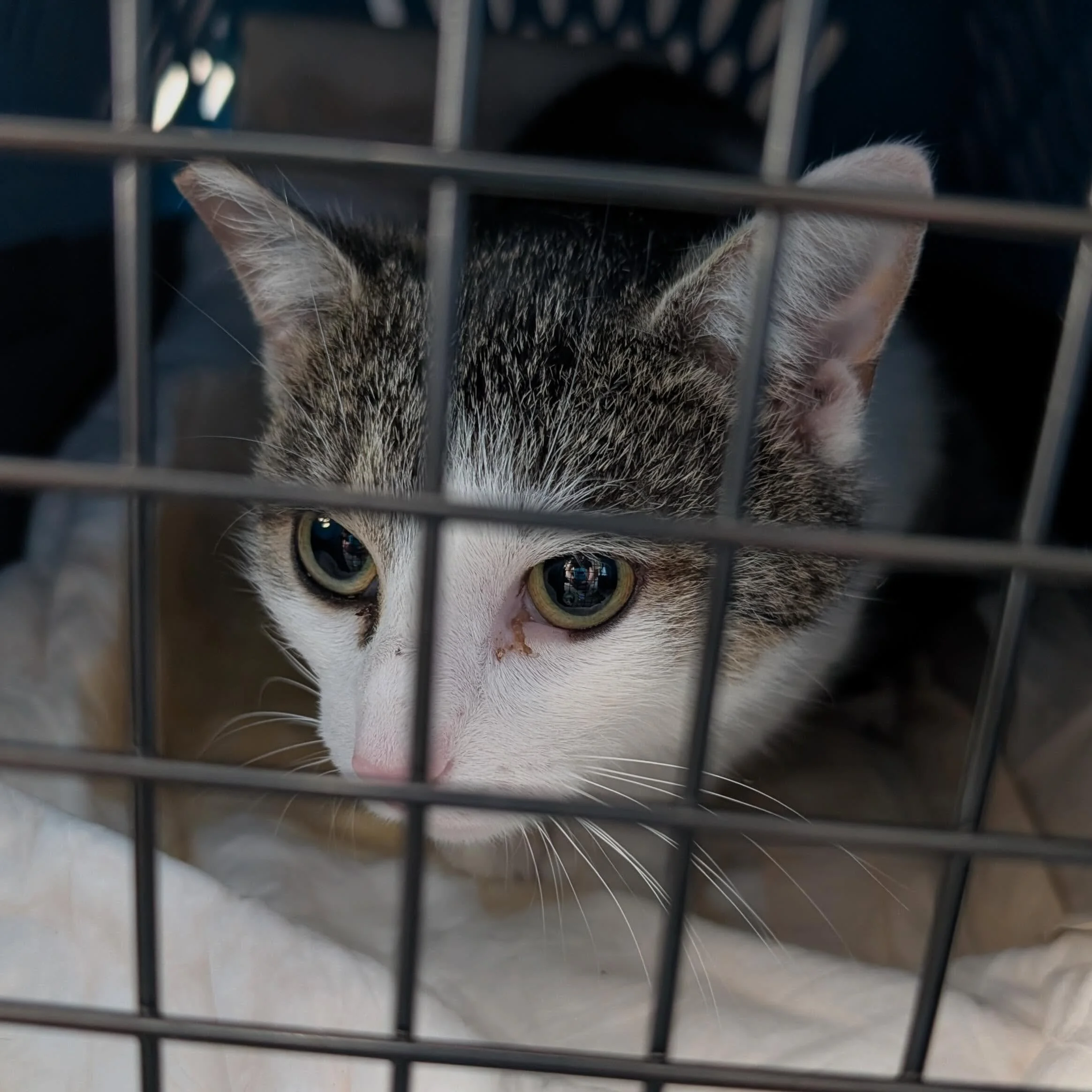 Thanks to your generosity, we were able to raise over $600 on KY Gives Day! 😻

We spayed and neutered 10 cats this week (yay!), and the amount we raised will fully cover all of their spay / neuter surgeries! Your continued support means the world to
