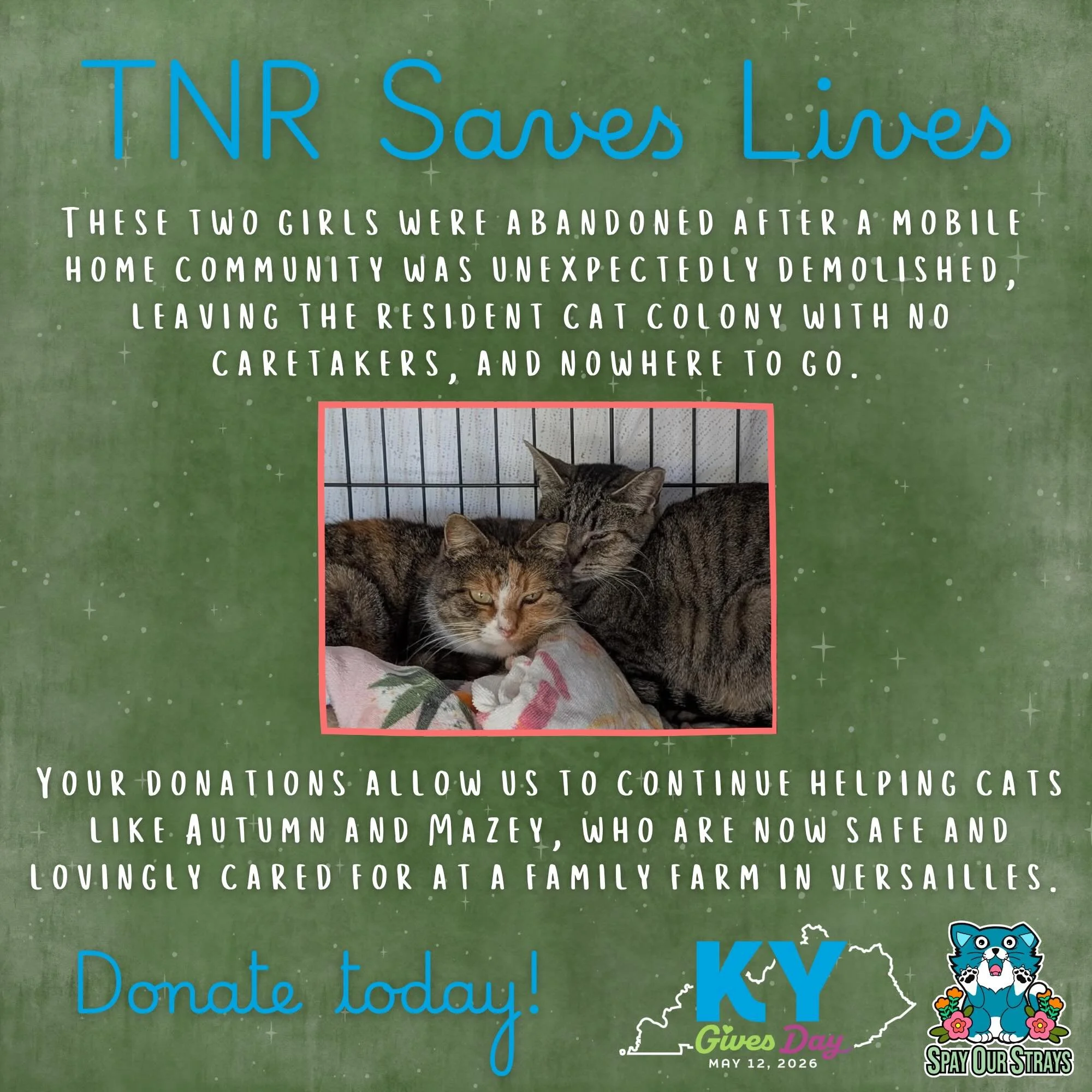 Only 12 hours remain before KY Gives Day 2026 officially comes to a close!

From abandoned kittens fighting to survive, to injured strays in need of urgent medical care, to community cats who simply deserve a safer, healthier future - every cat we he