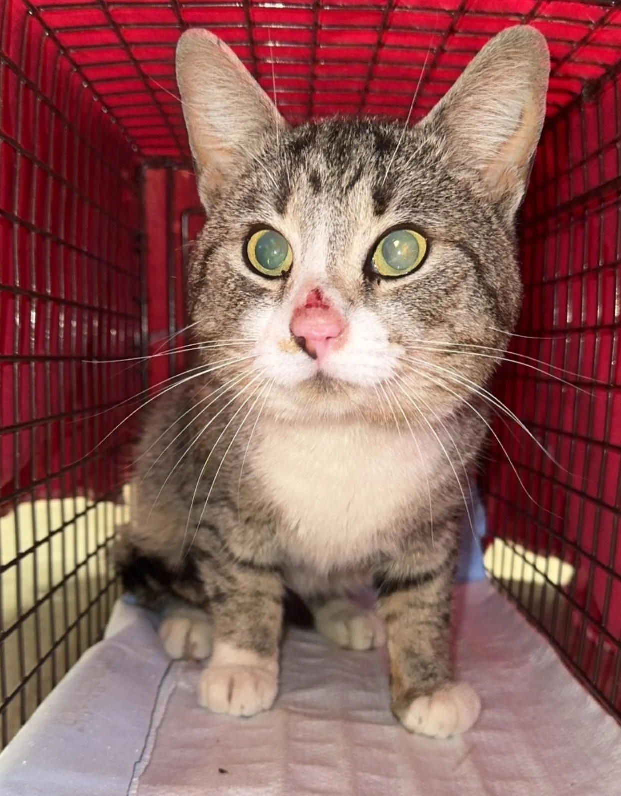We were able to TNR 11 community cats this week! 🐾

Many of these cats were suffering with numerous facial wounds - unfortunately, this is very common for us to see. While many caretakers who bring cats to us prioritize female cats in order to direc