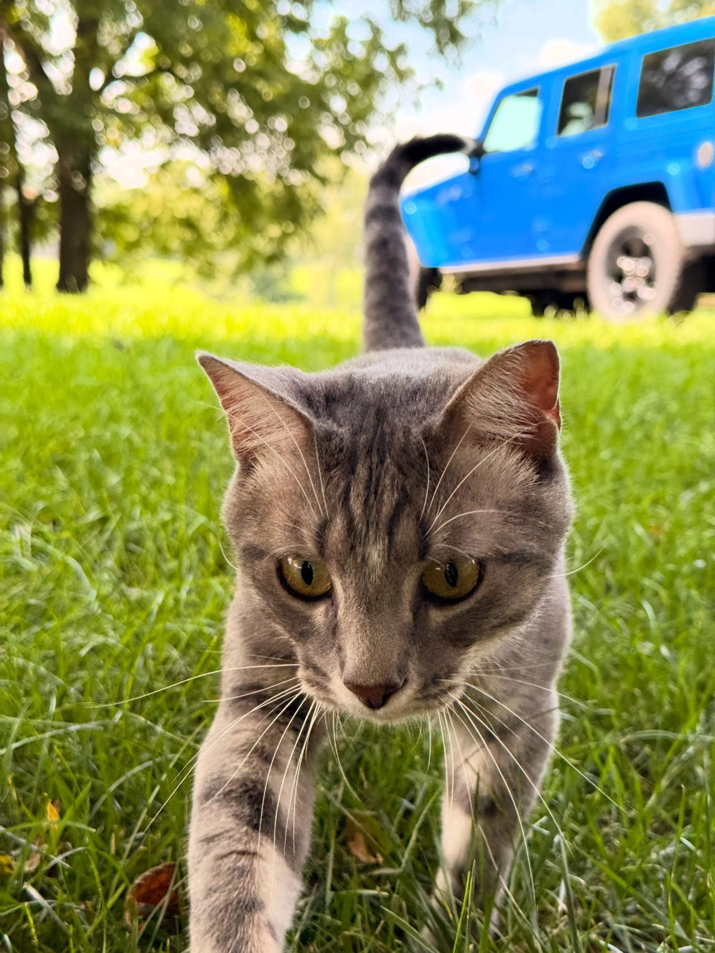 We recently placed two ginger boys (if you know, you know) at a lovely hobby farm in Lexington! They&rsquo;re joining another barn cat, Rocket, as well as plenty of sheep, donkeys, and one (very sweet) llama! We are so grateful to their new owners fo