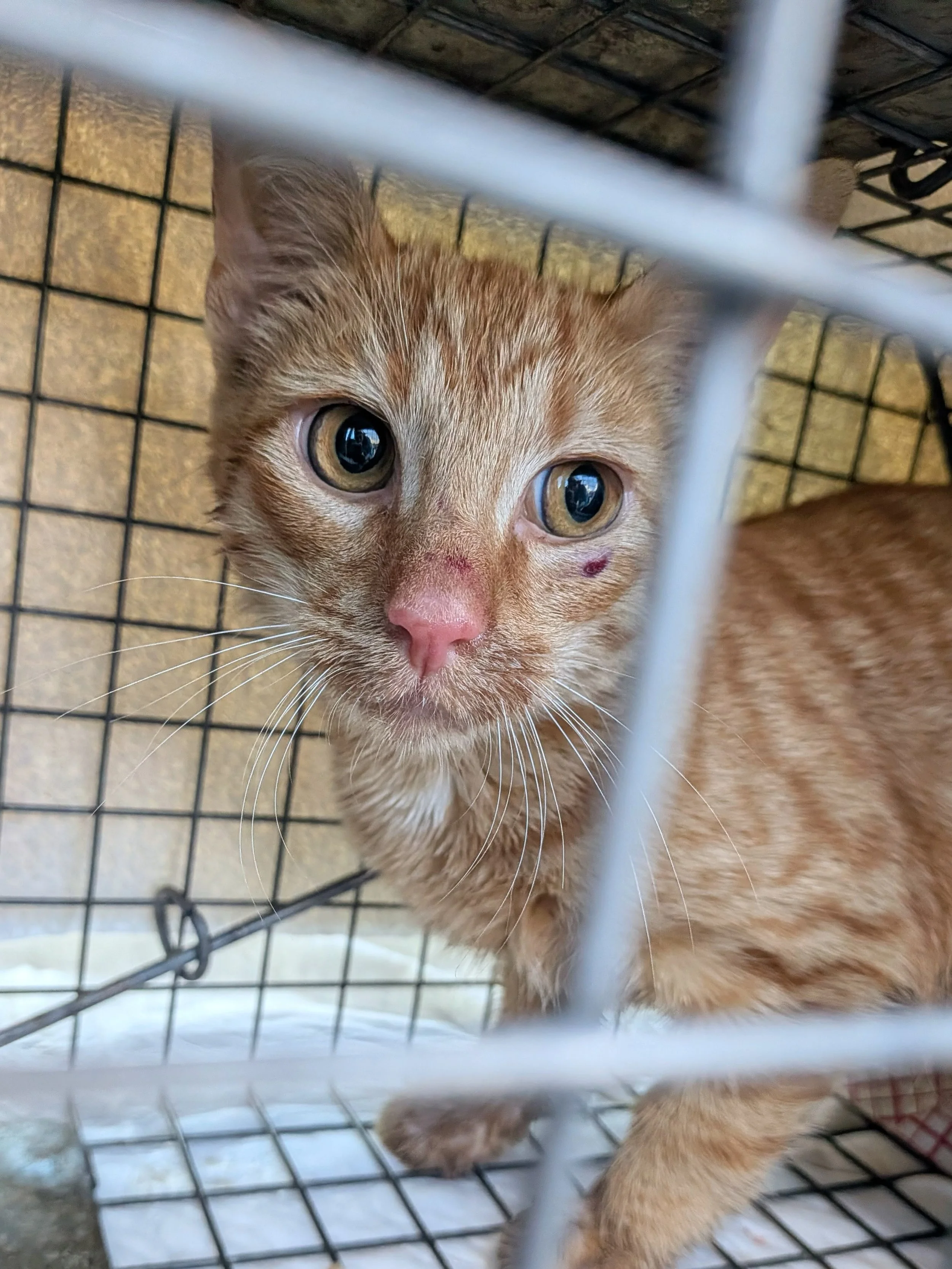 Trapping success! Our volunteers have begun working on a large colony in Nicholasville, and yesterday they were able to trap 5 cats! We&rsquo;ll likely be working on this colony for several weeks to come, but success on Day 1 is always a good sign. C