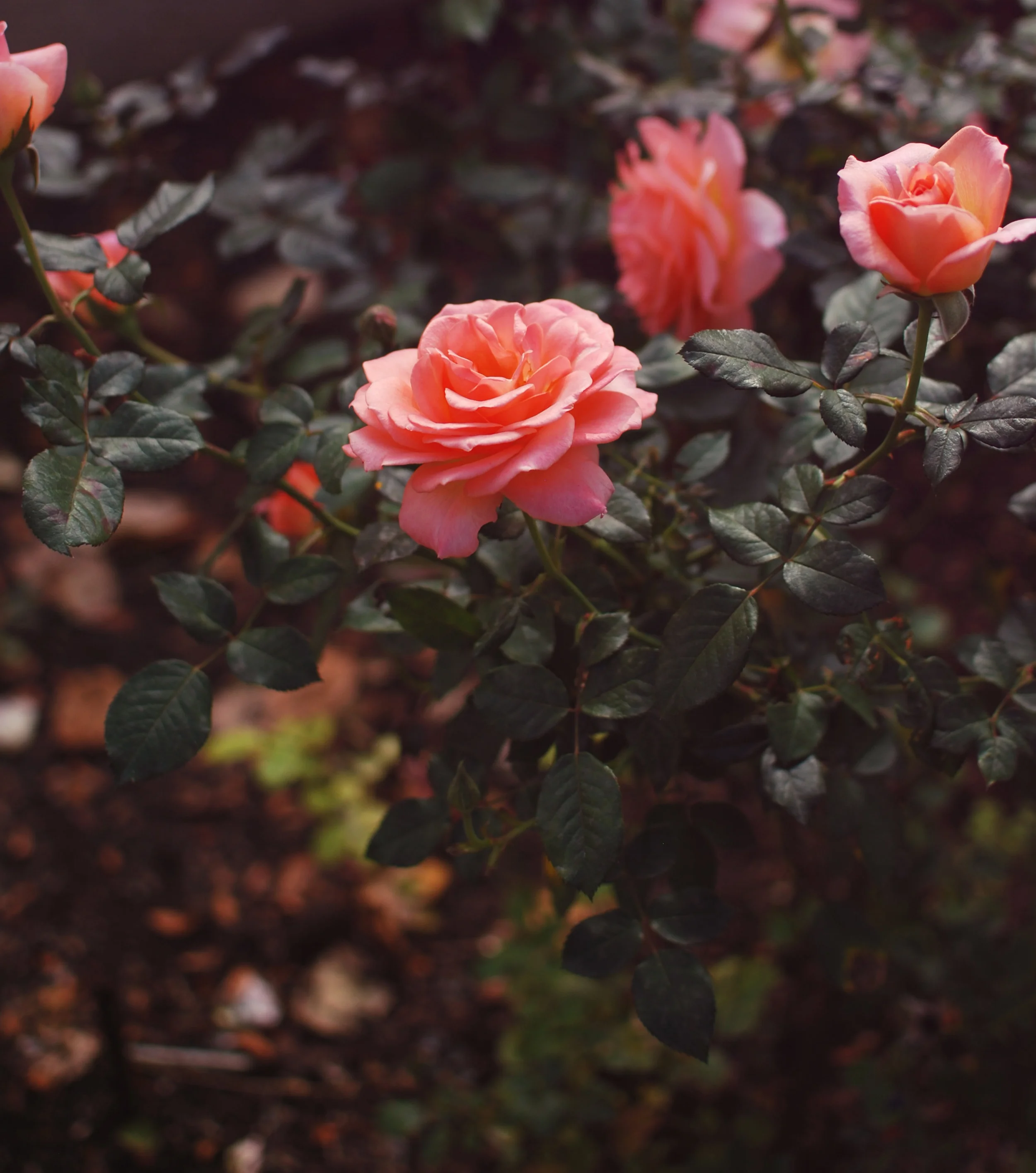 DSC_0788 copy_over.JPG