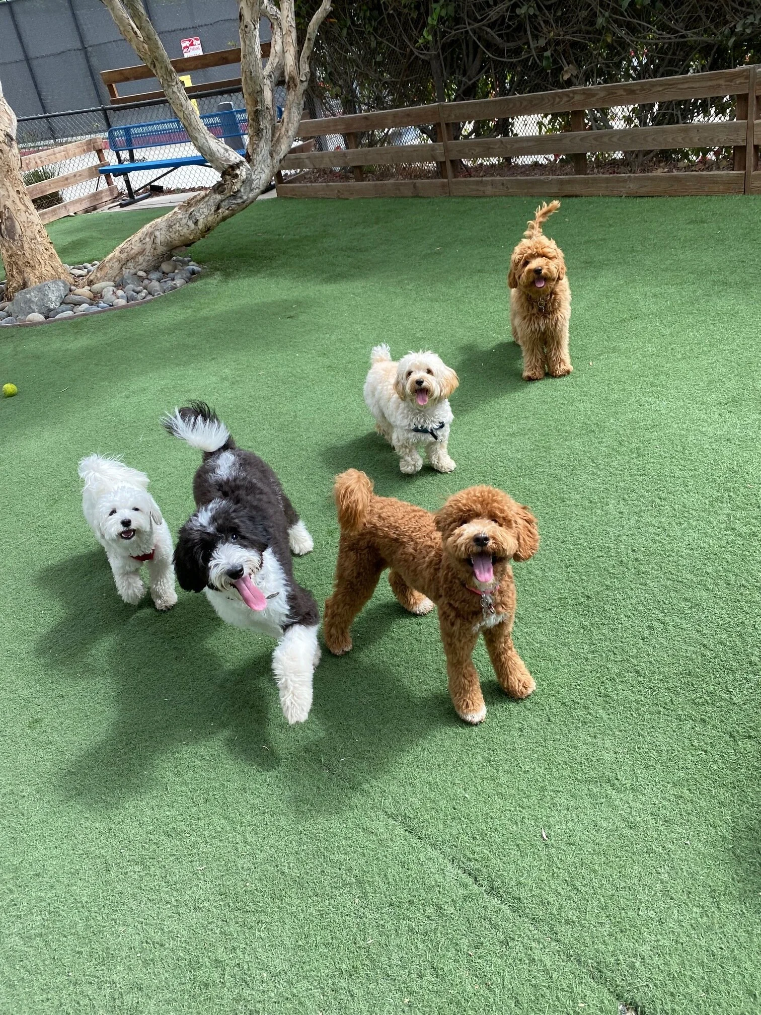 Tefani & So Dogcare