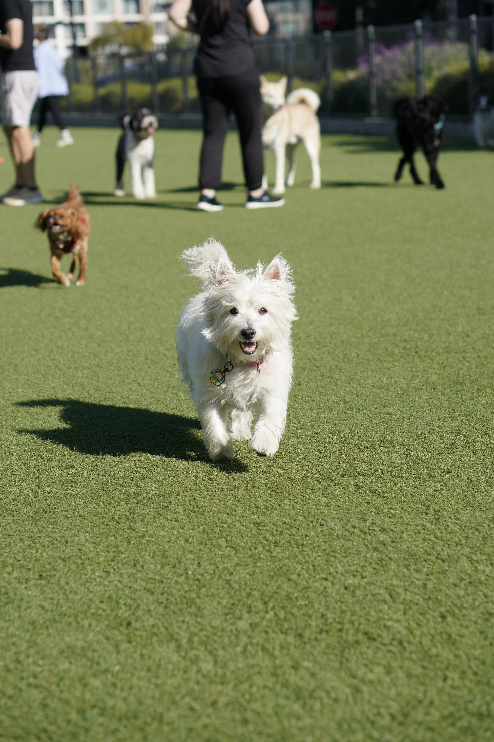 Finding Personalized Dog Care in a Large City of Daycare Facilities