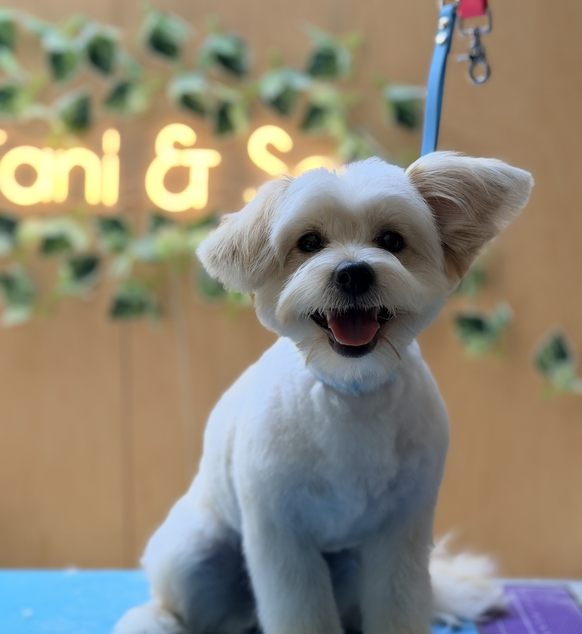 Fresh Air by Design: How Airflow, Skylights and Hospital-Grade Filtration Keep Our Dog Daycare Clean