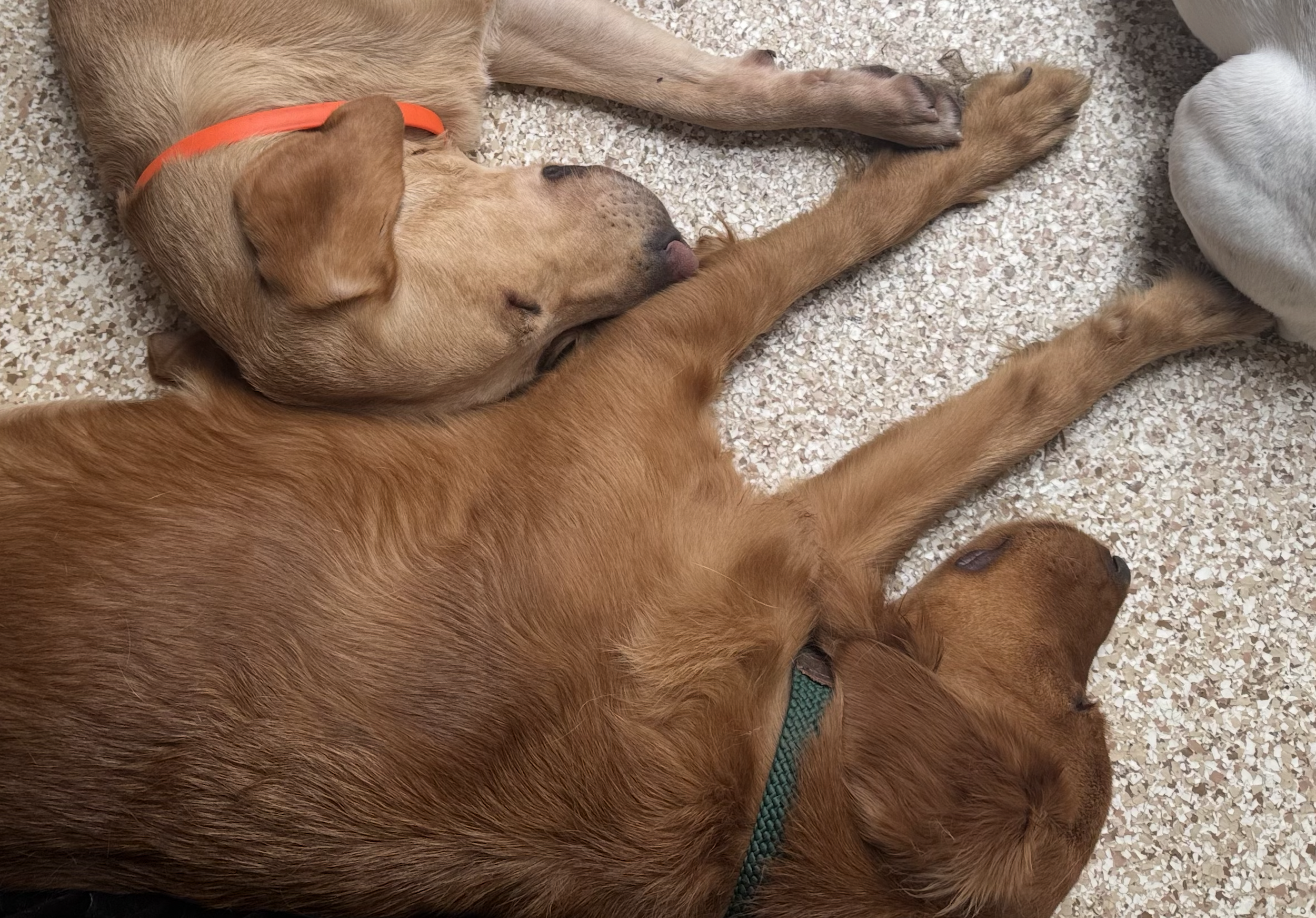 Is Your Dog Resource Guarding You?