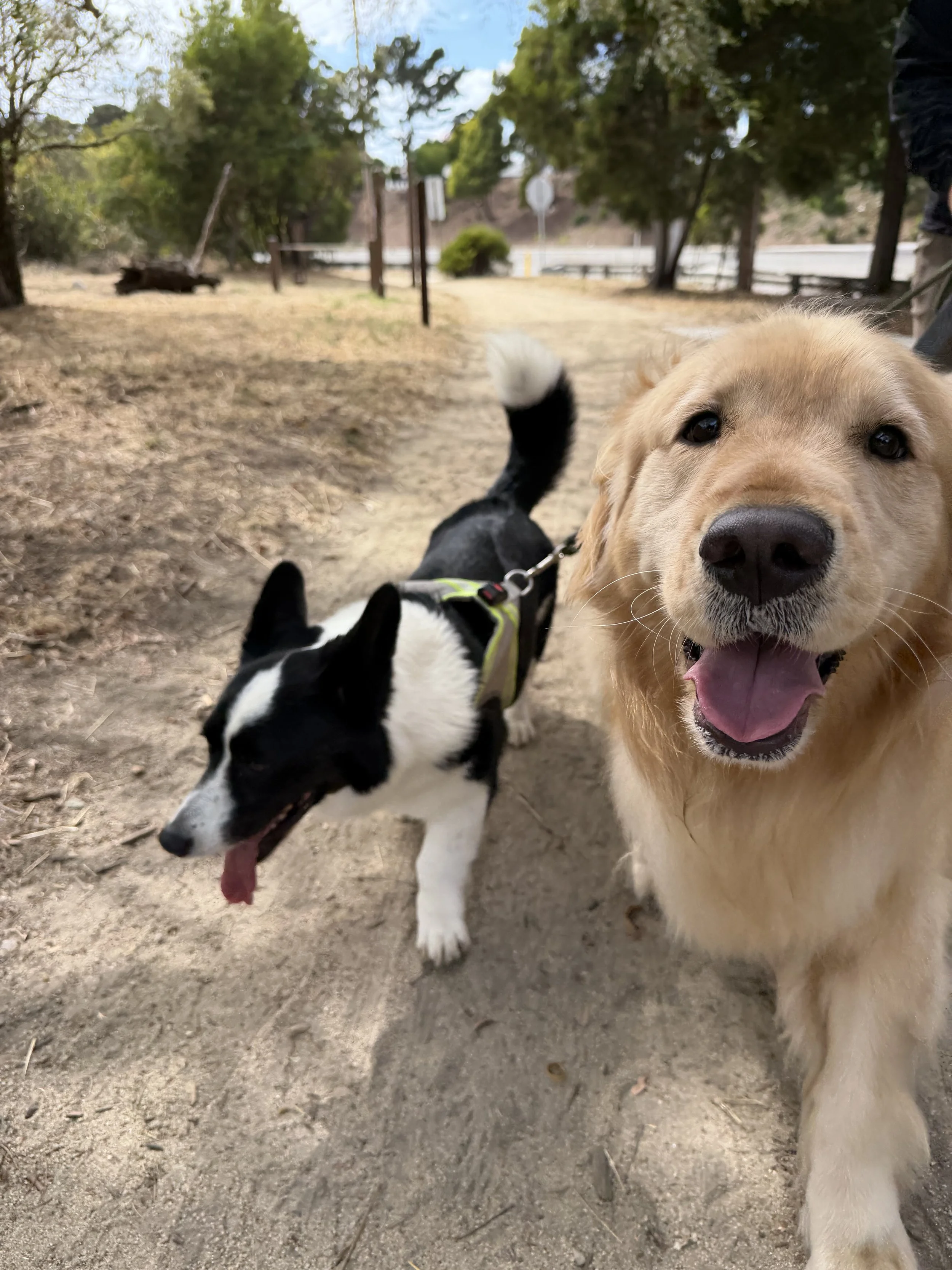 How Do I Get My Dog To….