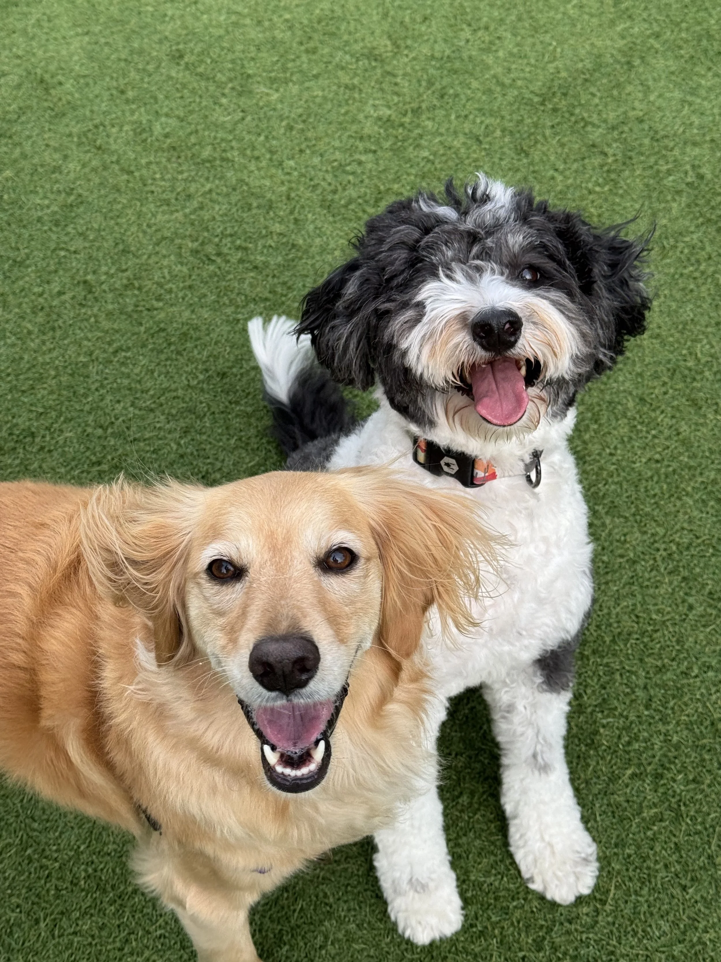 Tefani & So. Dogcare