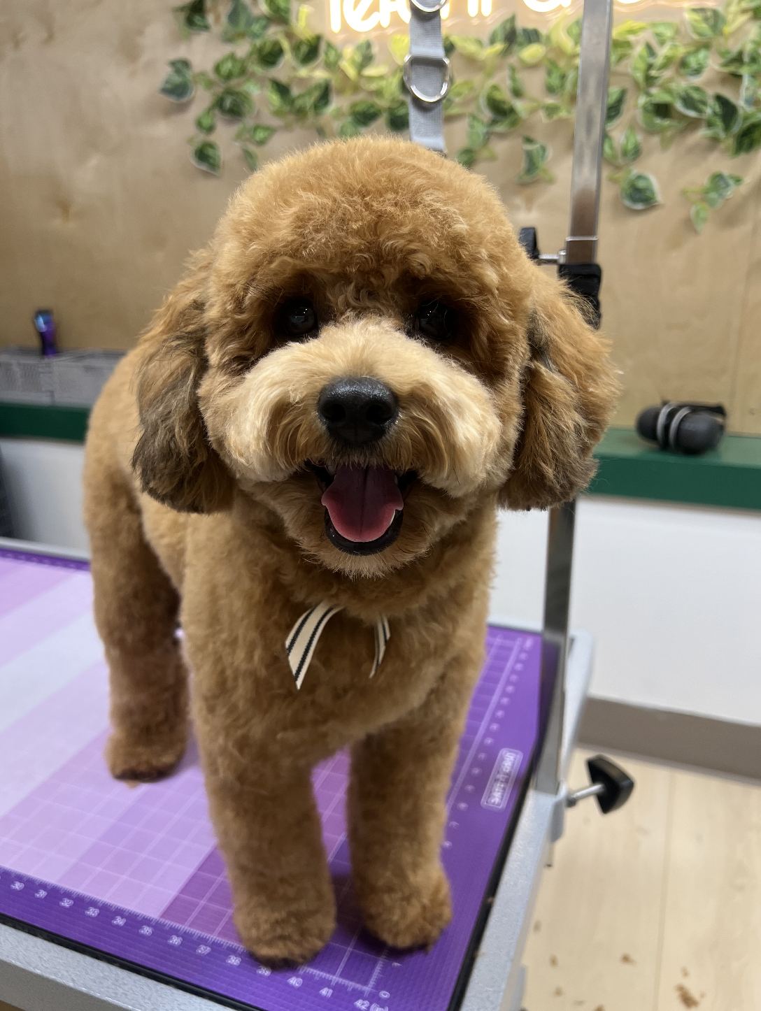 Tefani & So. Dogcare