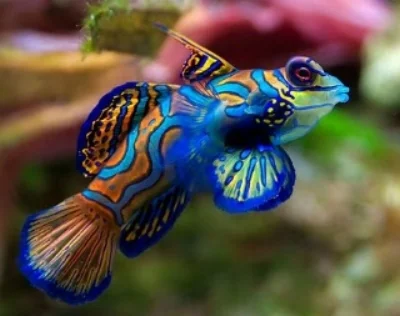 manderin goby.jpg