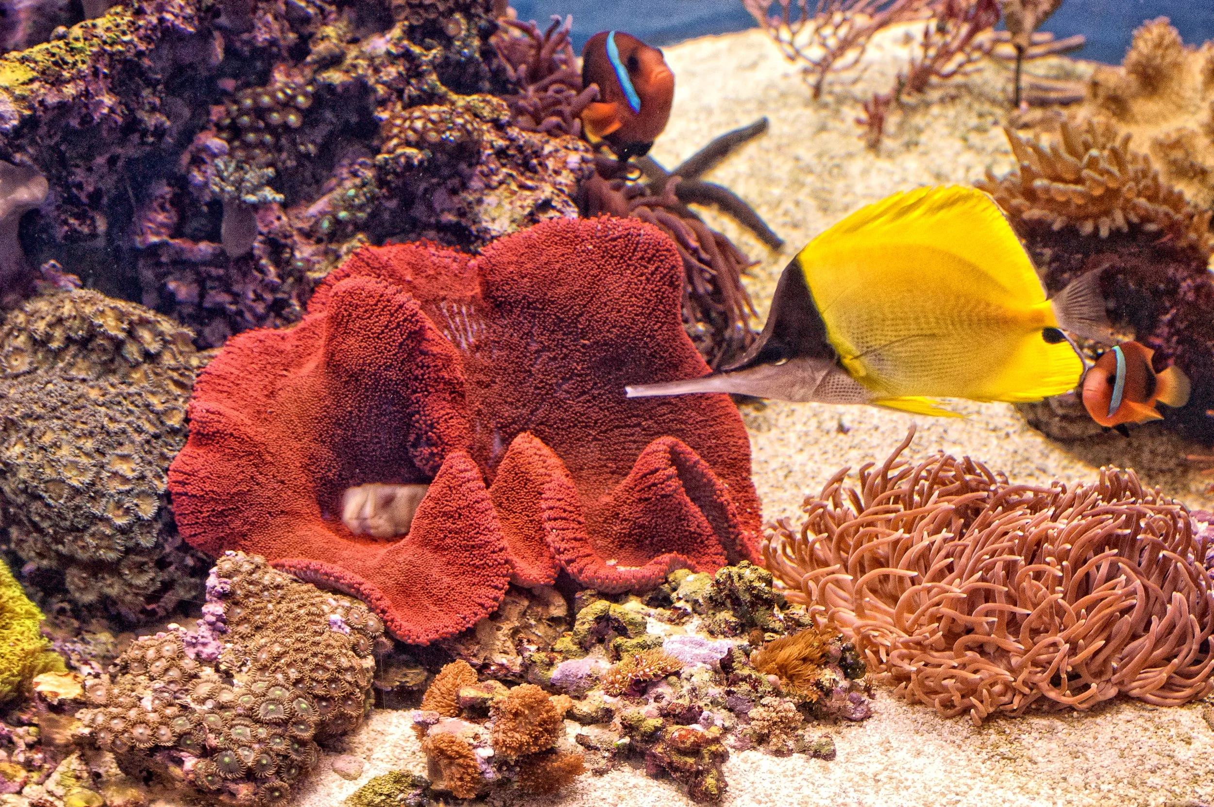 The Role of Nutrition in a Healthy Aquarium Ecosystem