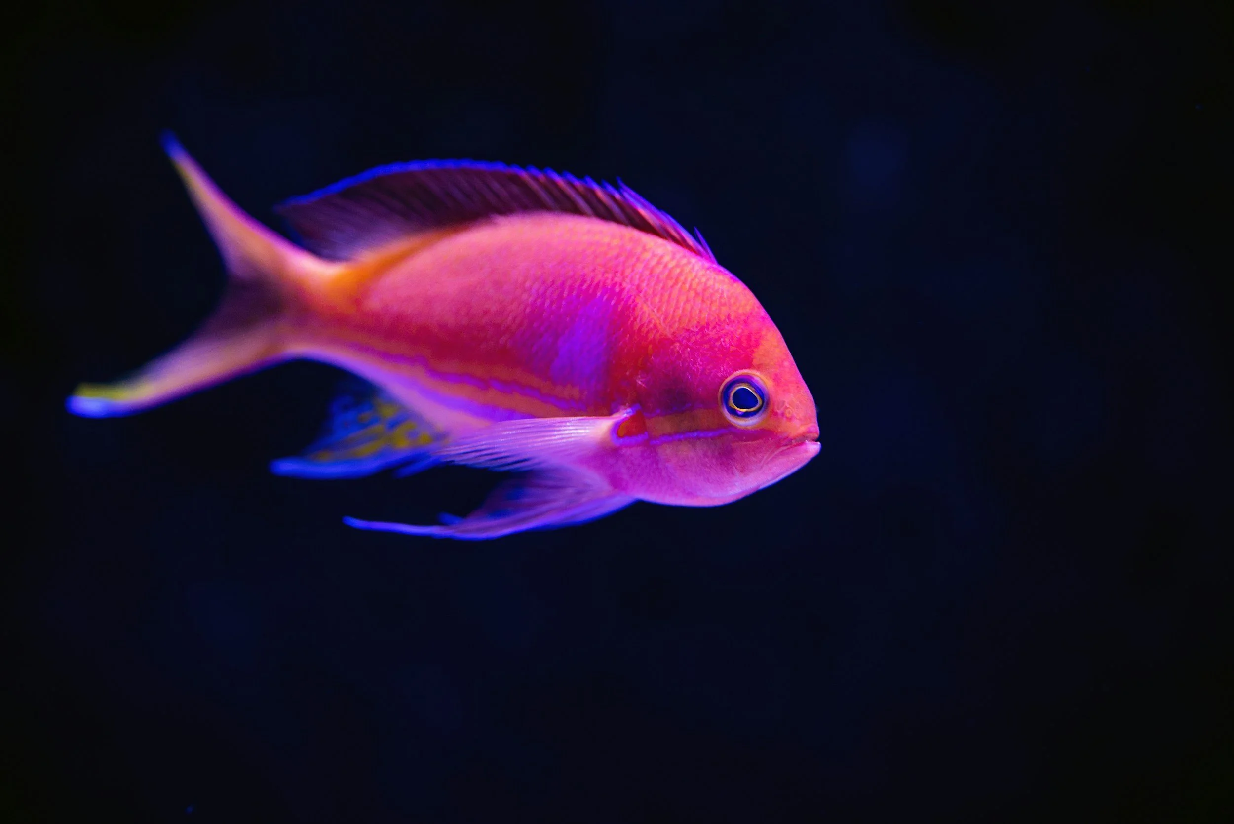 LifeLine Frozen Fish Food: the Gold Standard for Aquatic Excellence
