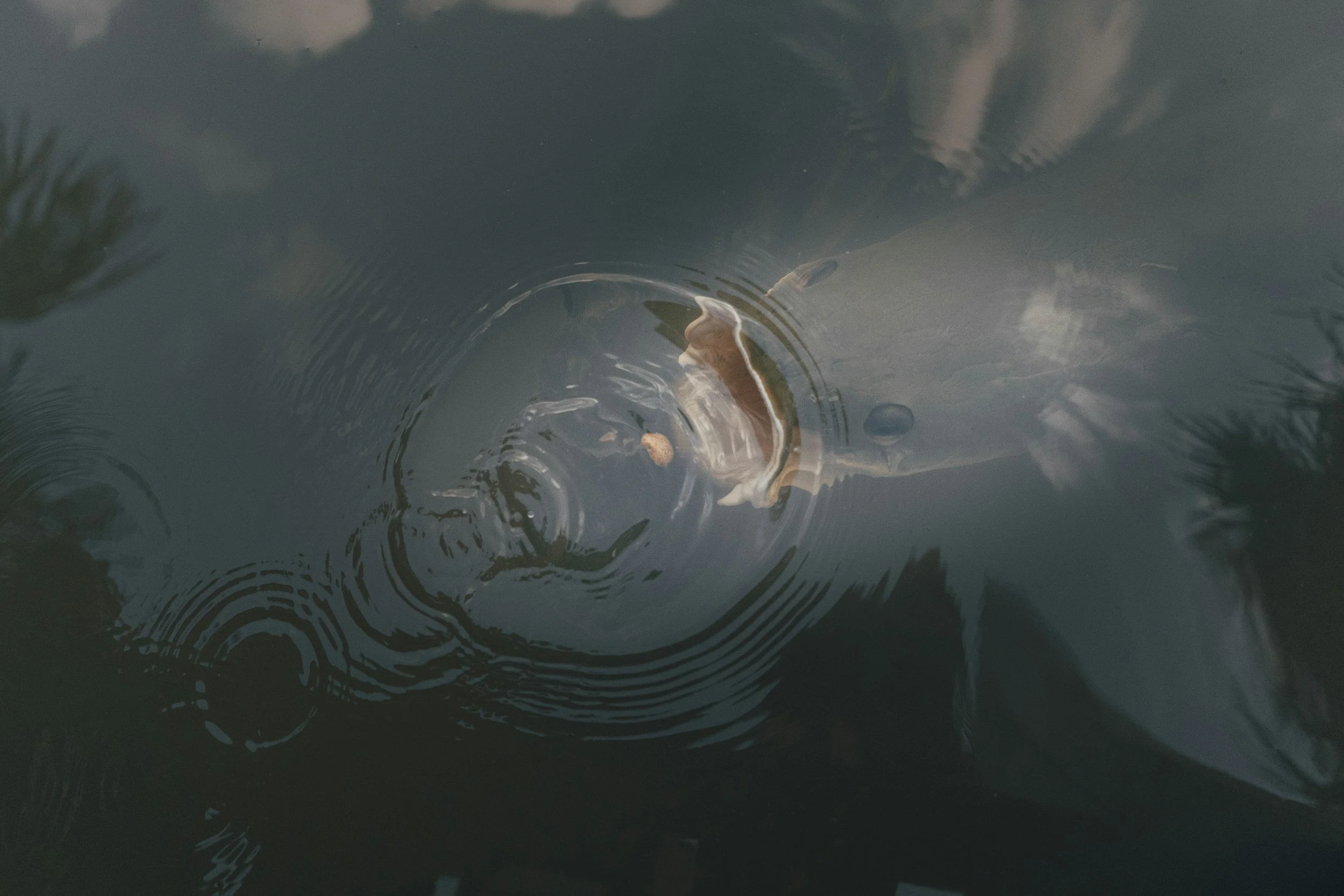 Freshwater fish food