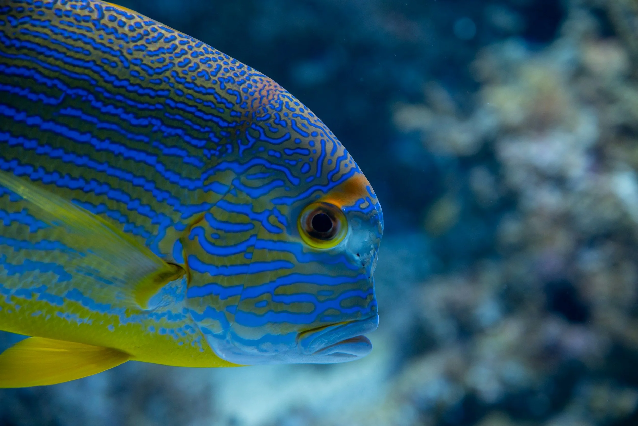 Comprehensive Guide to Lifeline Frozen Fish Nutrition for Freshwater and Saltwater Species