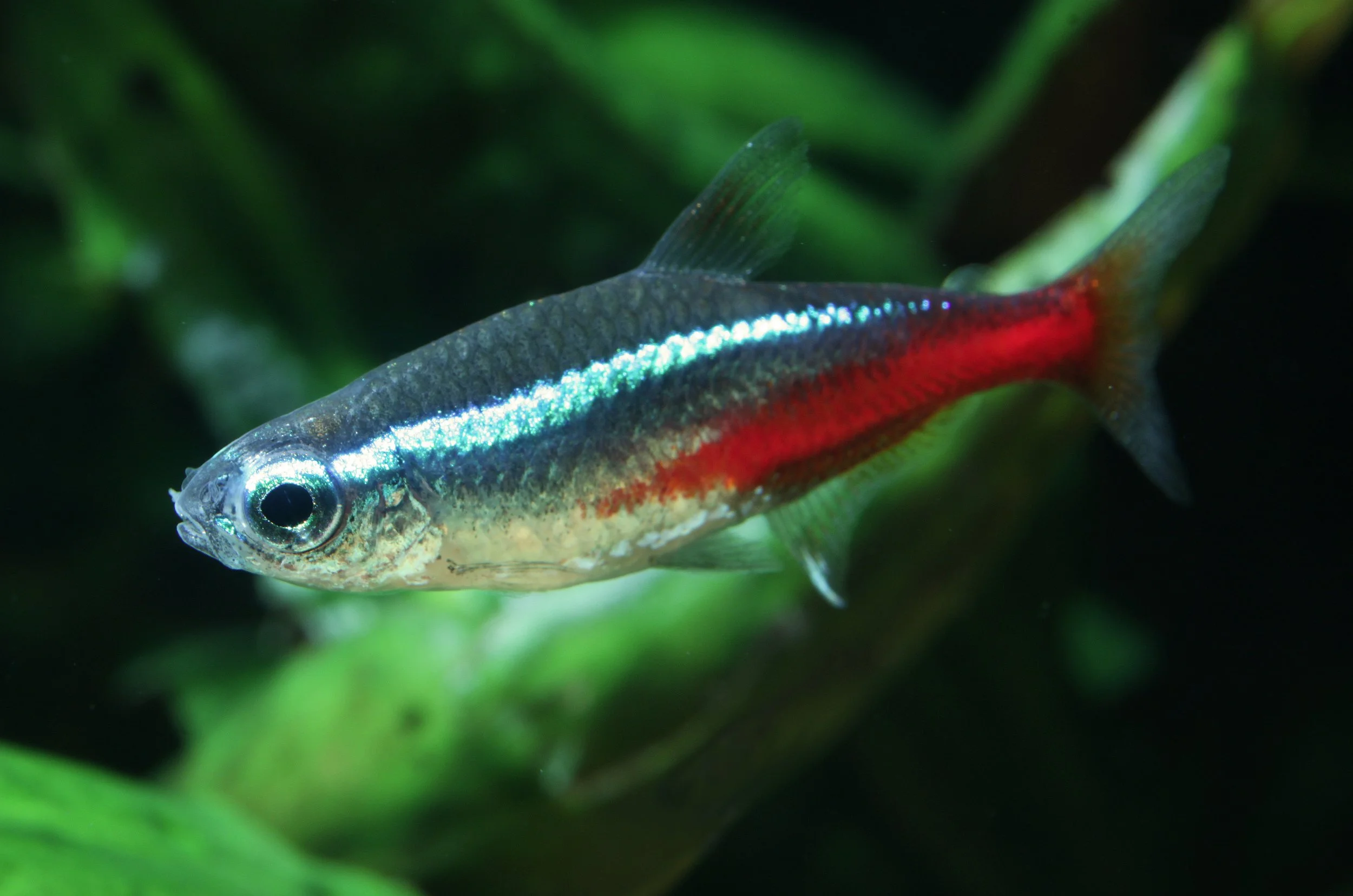 Neon Tetra Feeding Needs