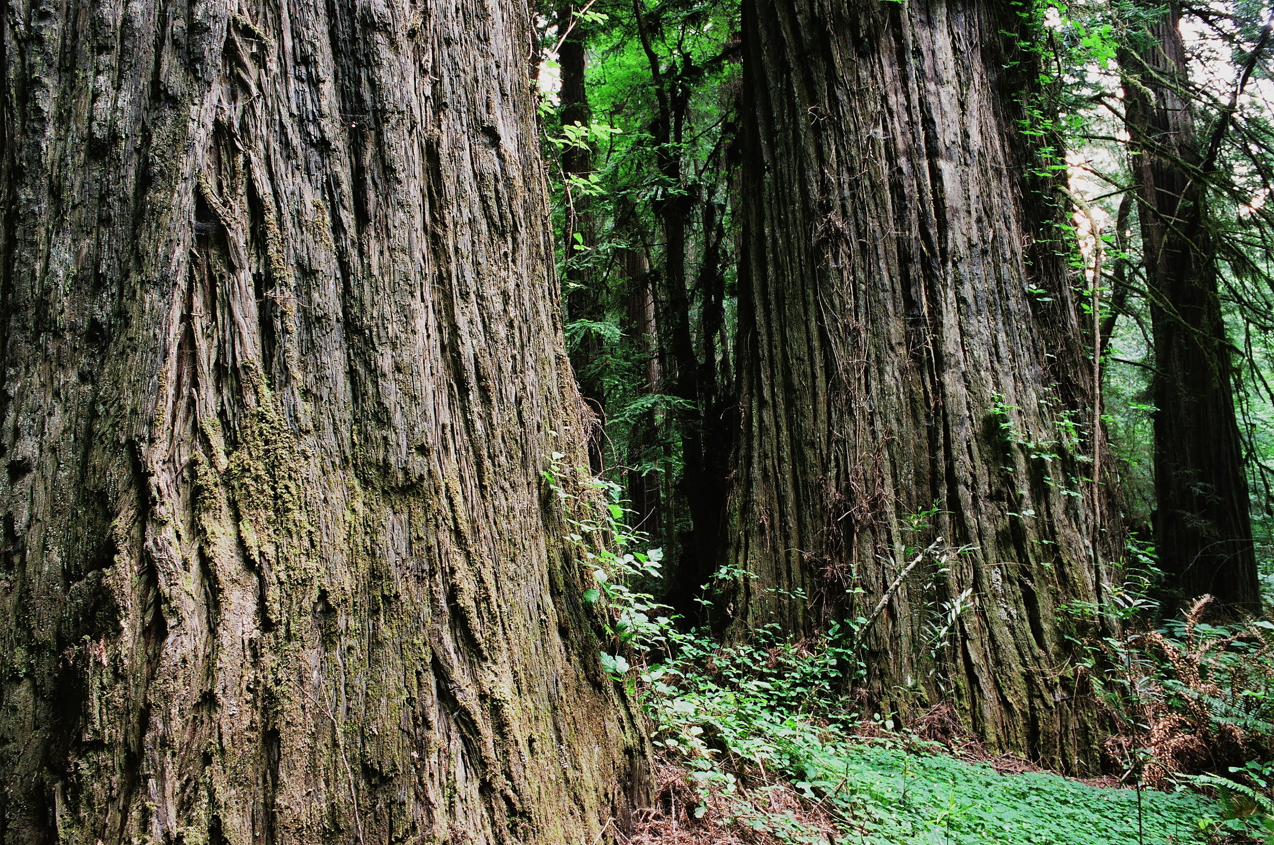 humboldt redwoods, CA