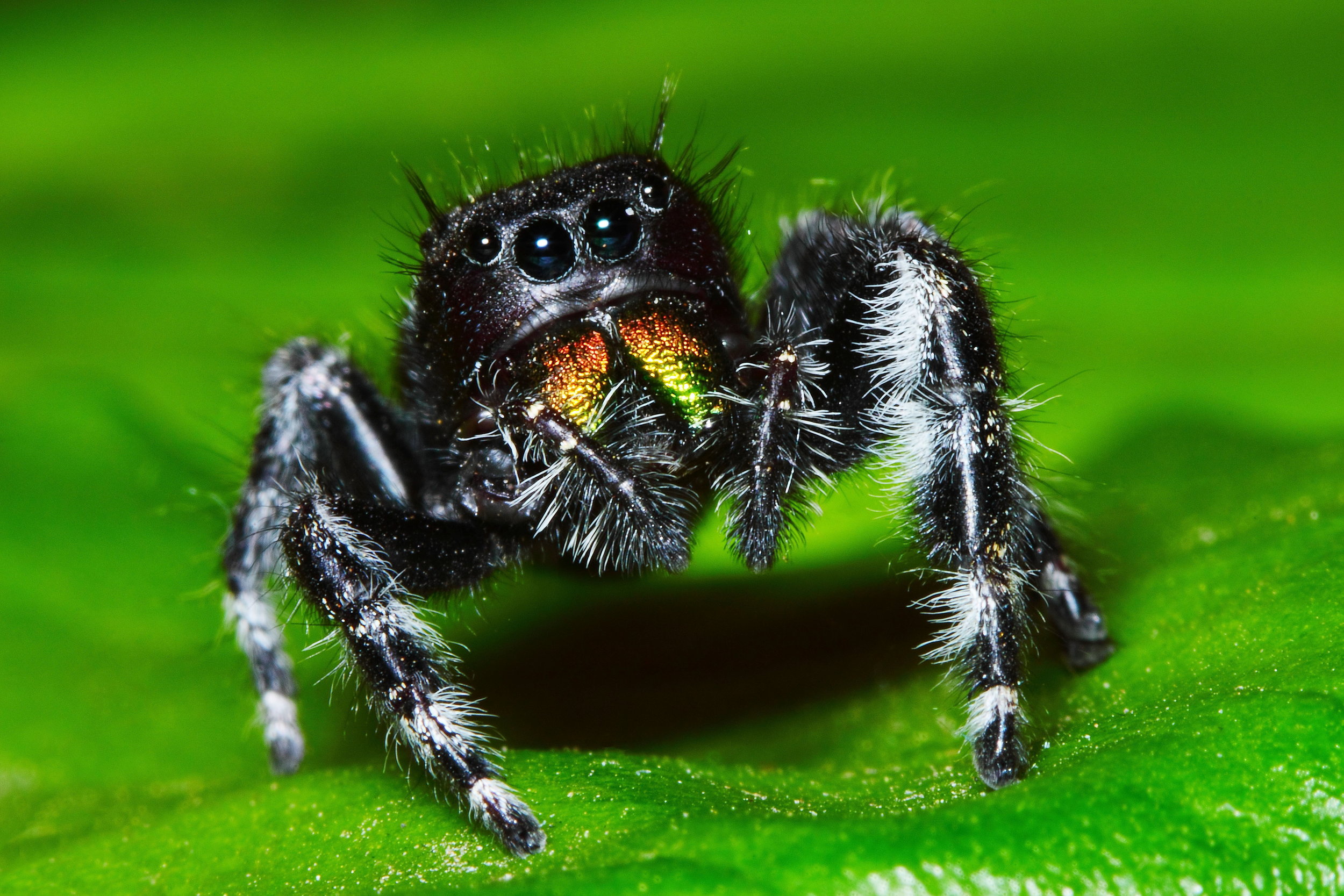 phidippus audax (daring jumping spider)