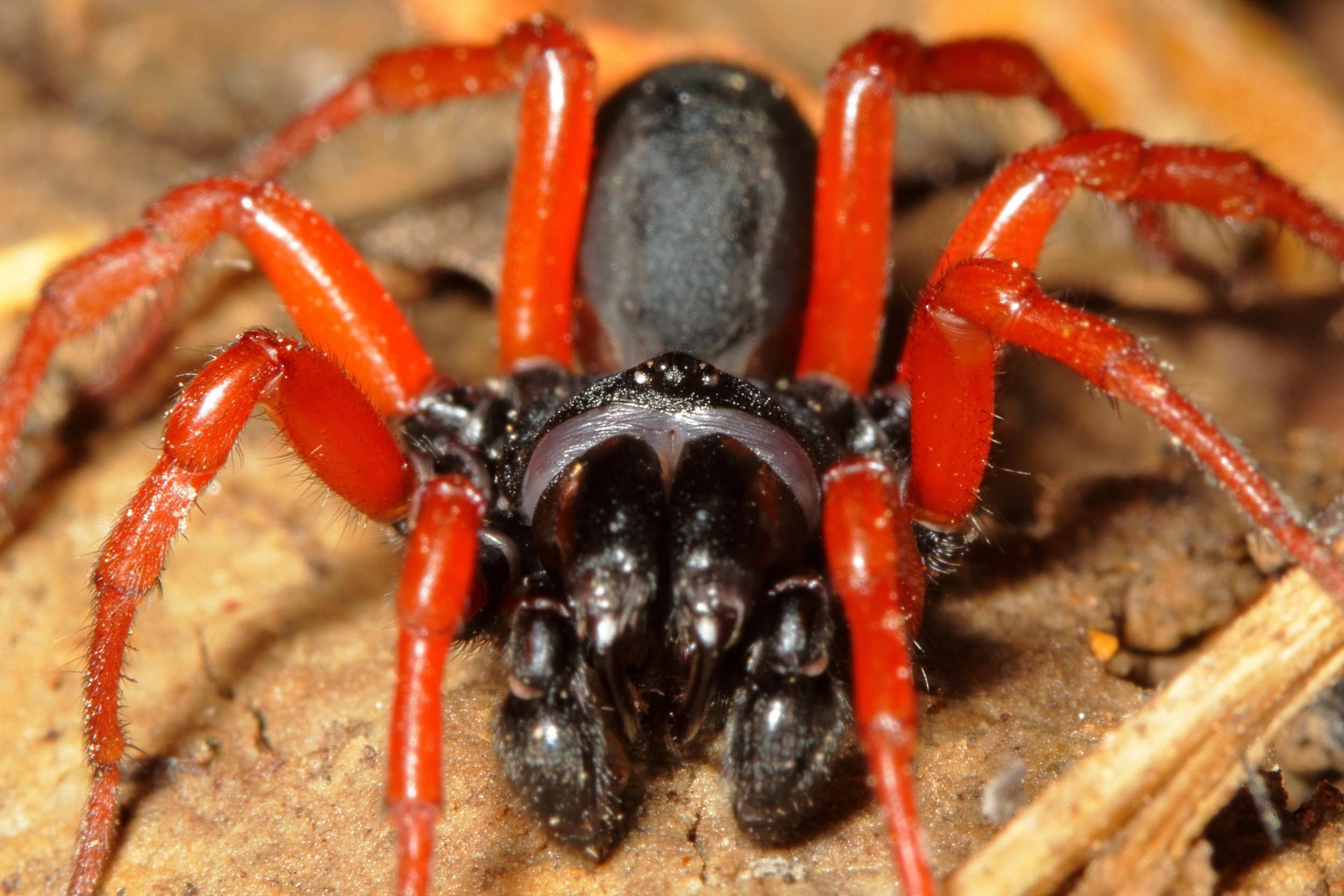 sphodros rufipes (male red legged purseweb spider)
