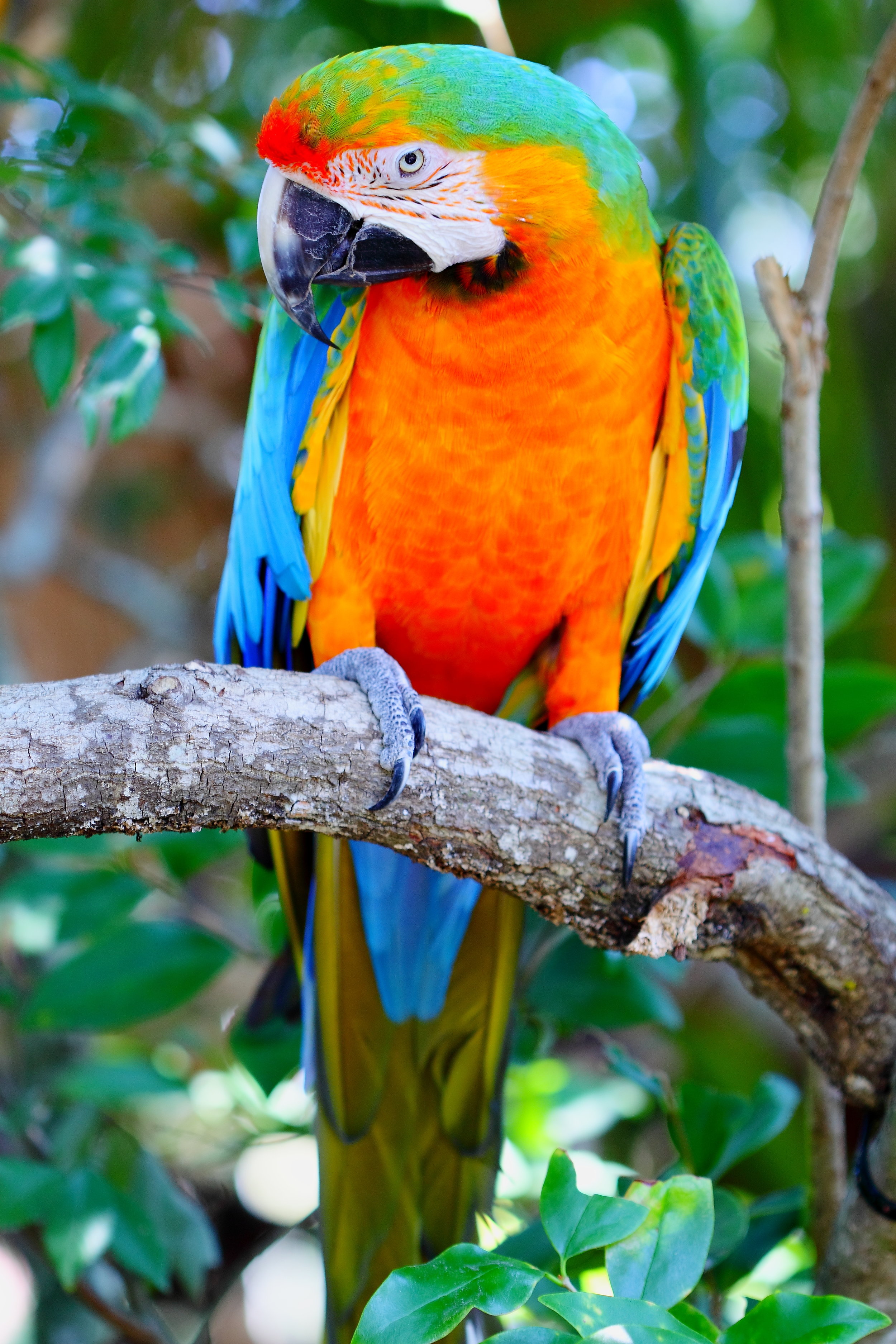 hybrid macaw