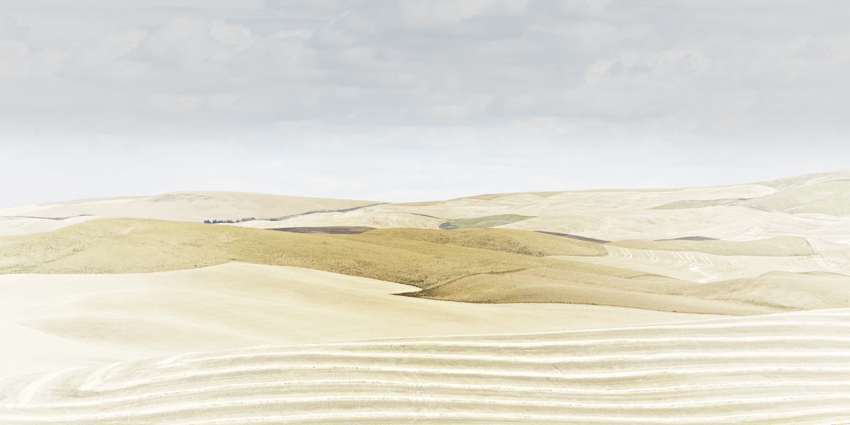  The Palouse is a tapestry. At harvest, combines throw the chaff into the air where its dust, fine as flour, creates a sparkling haze over the land. Within this tapestry there is a sense of connection, continuation, renewal.  