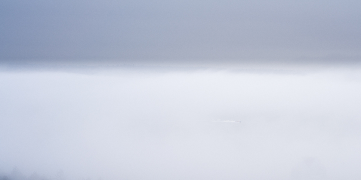 bluefog-4.jpg