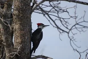 858697_511417398970237_3324269970069844972_o - Copy.jpg