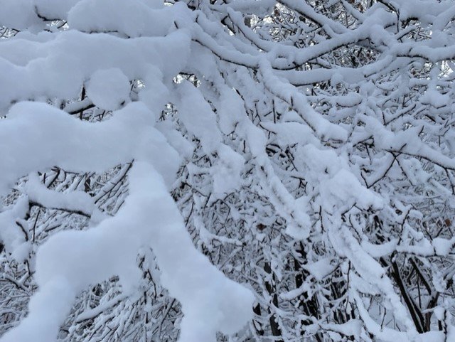 Thick snow.jpg