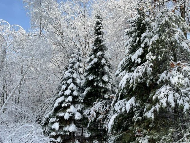 Evergreen Blue Sky Snow.jpg