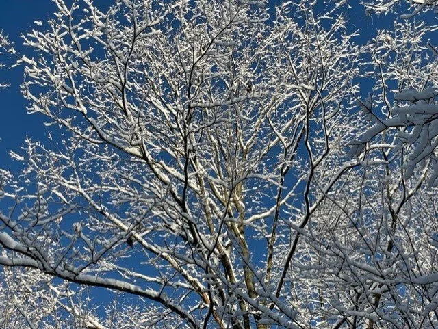 icy trees.jpg