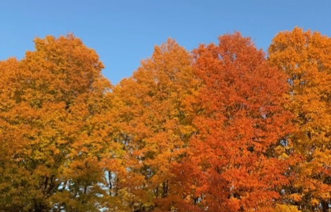 Fall trees.png