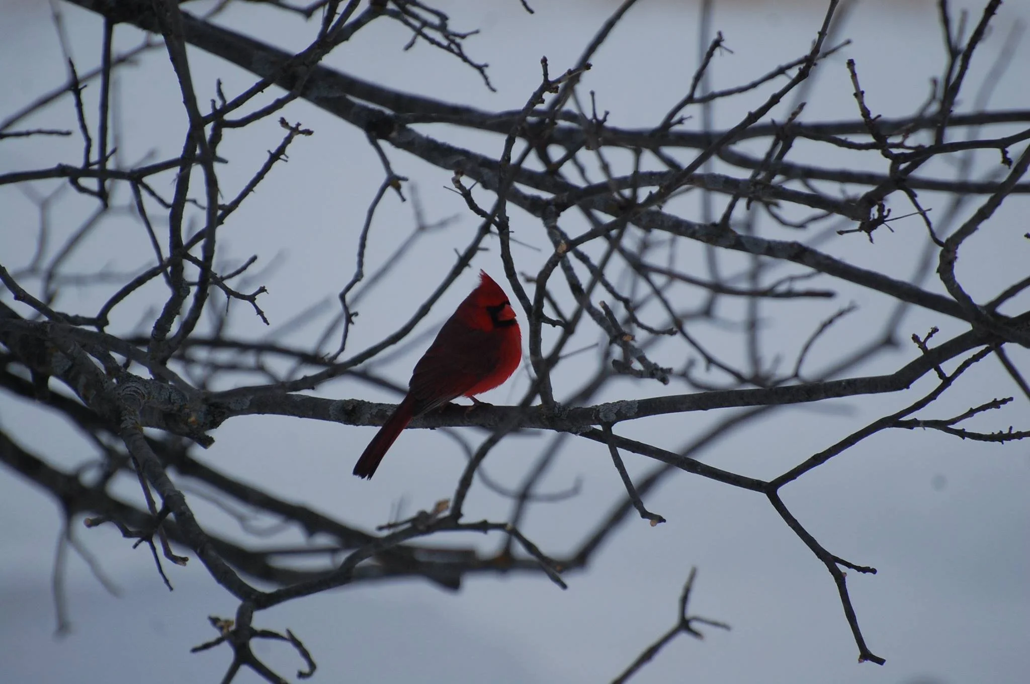 1795837_477124102399567_983820_o - Copy.jpg