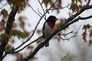 11206849_684806051631370_7215855210009451548_o - Copy.jpg