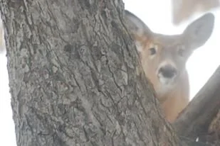 1614314_477126792399298_952018732_o - Copy.jpg