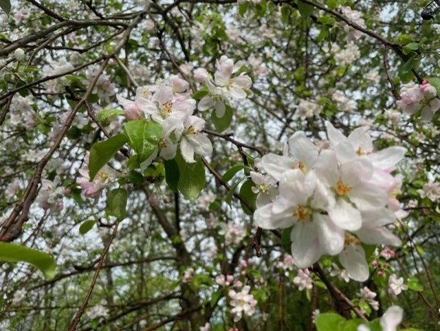 Apple Blossoms.jpg