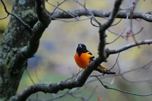 893728_511416708970306_5797259306598352703_o - Copy.jpg