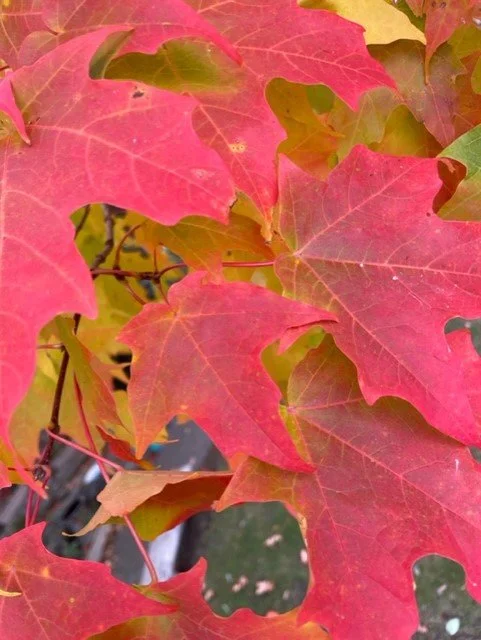 Super close red tree - Copy.jpg
