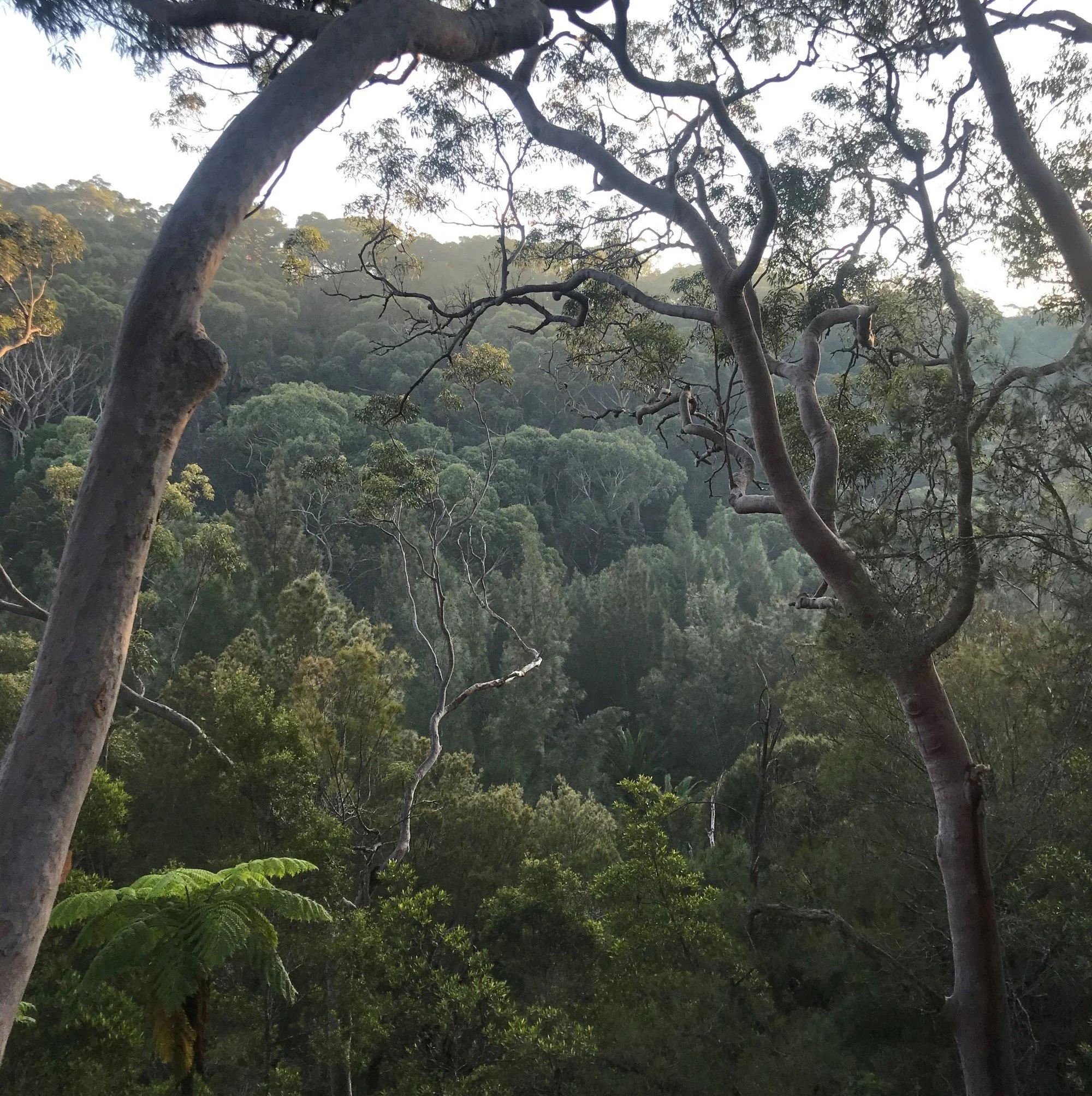 GRESLEY ABAS_ Glenaeon Masterplan_site 01.JPG