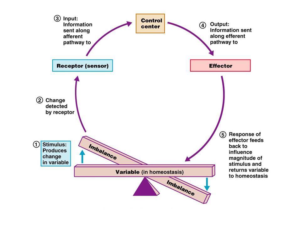 feedback loop examples