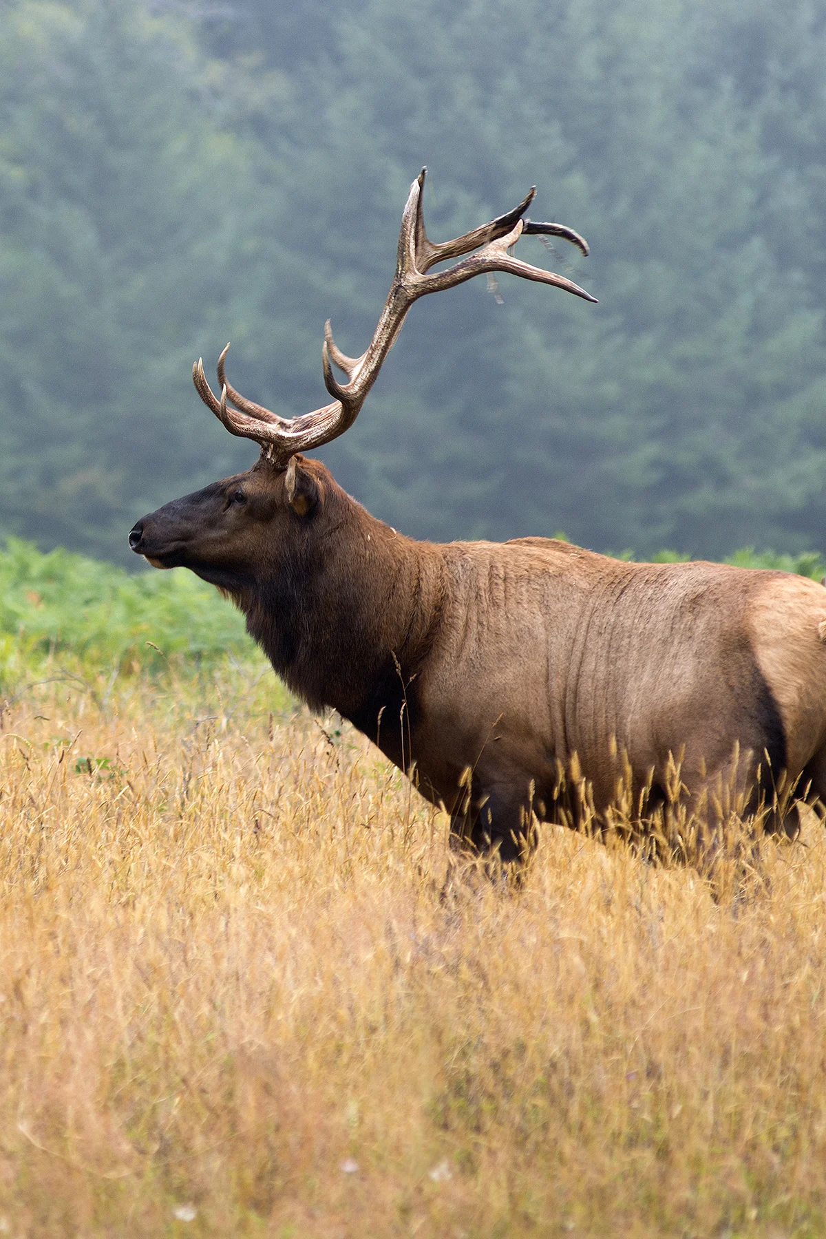 Elk_Yellowstone_NP.jpg
