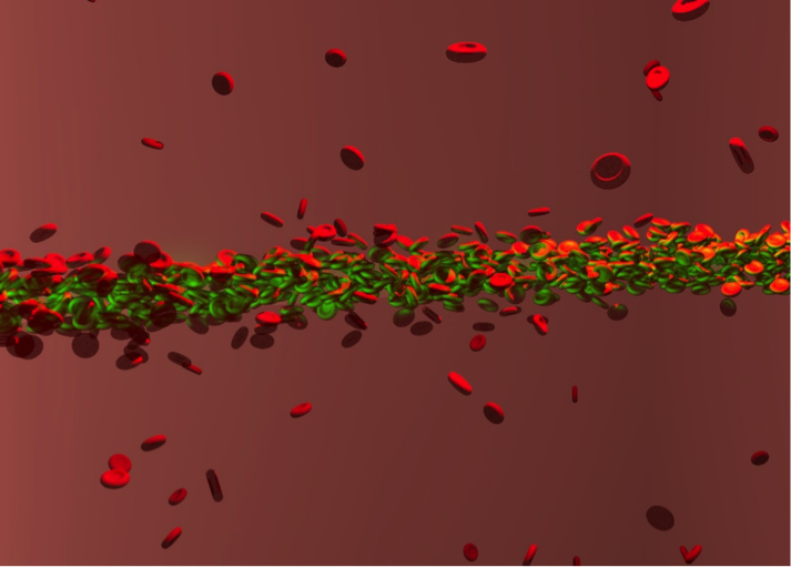 Nonlinear focusing of light with red blood cells