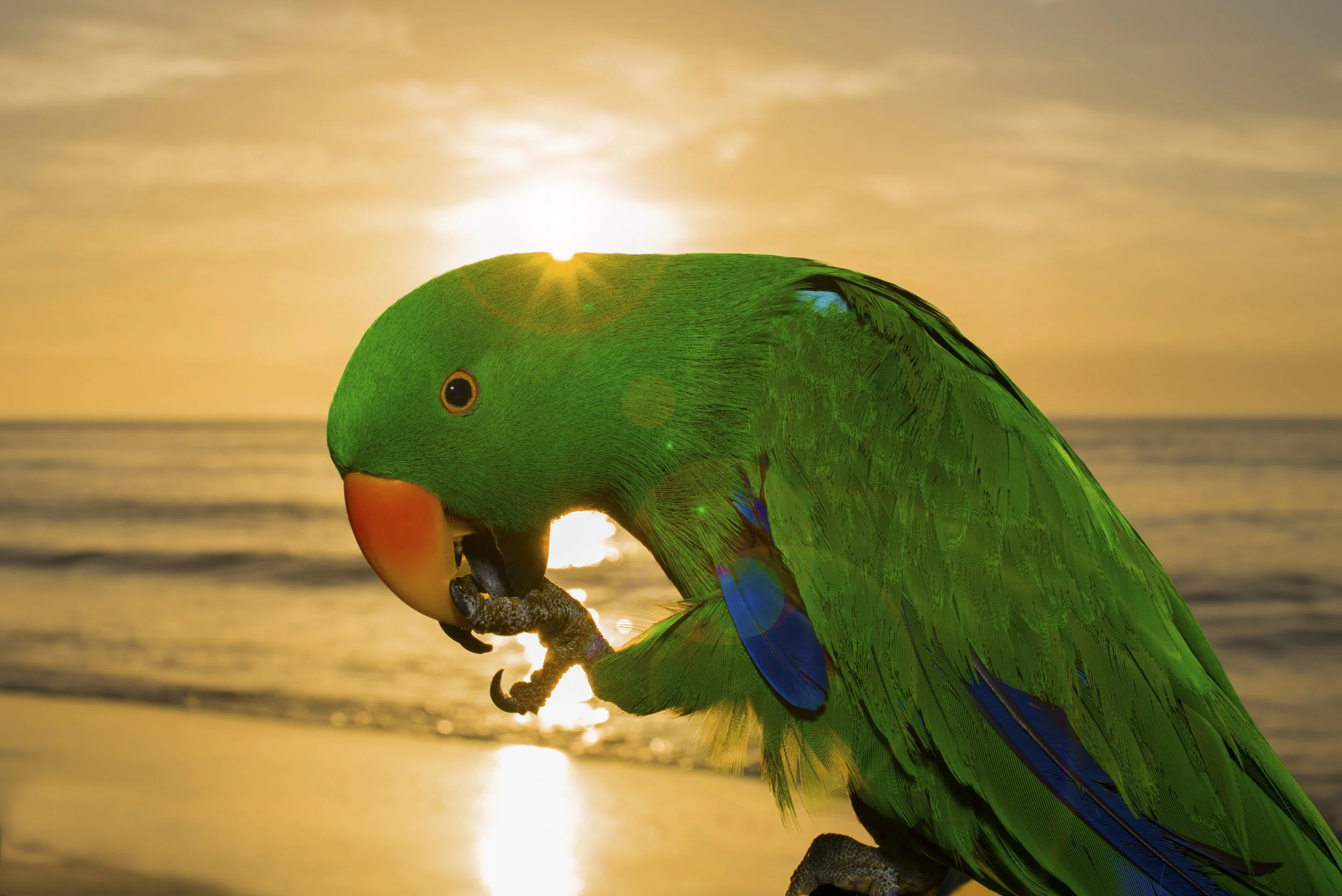 Male Eclectus Parrot