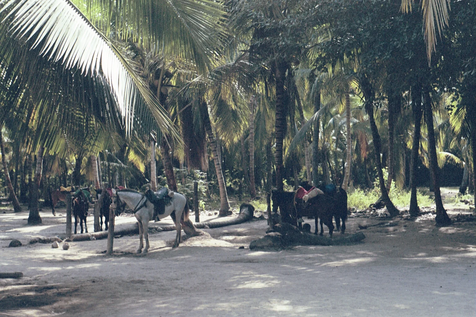 DX-32.jpg