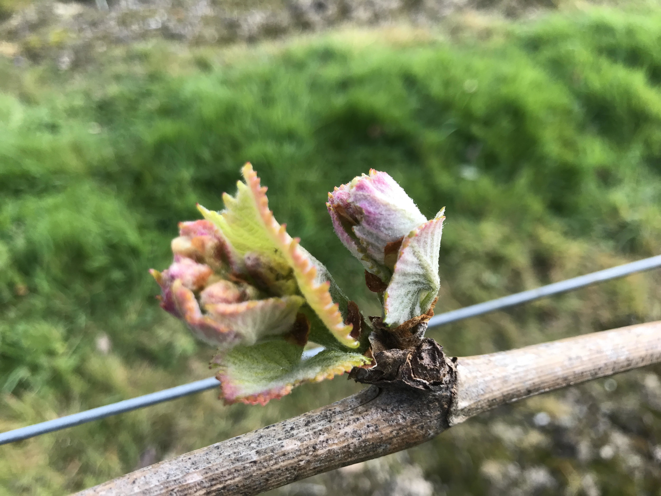 Bud burst 17.jpg