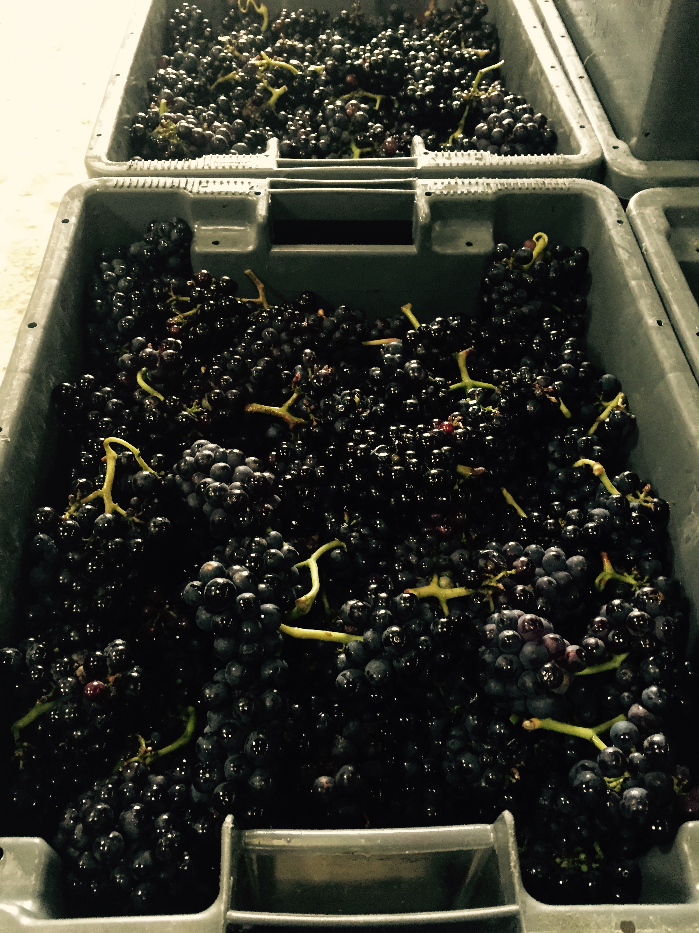 Pinot16.jpg