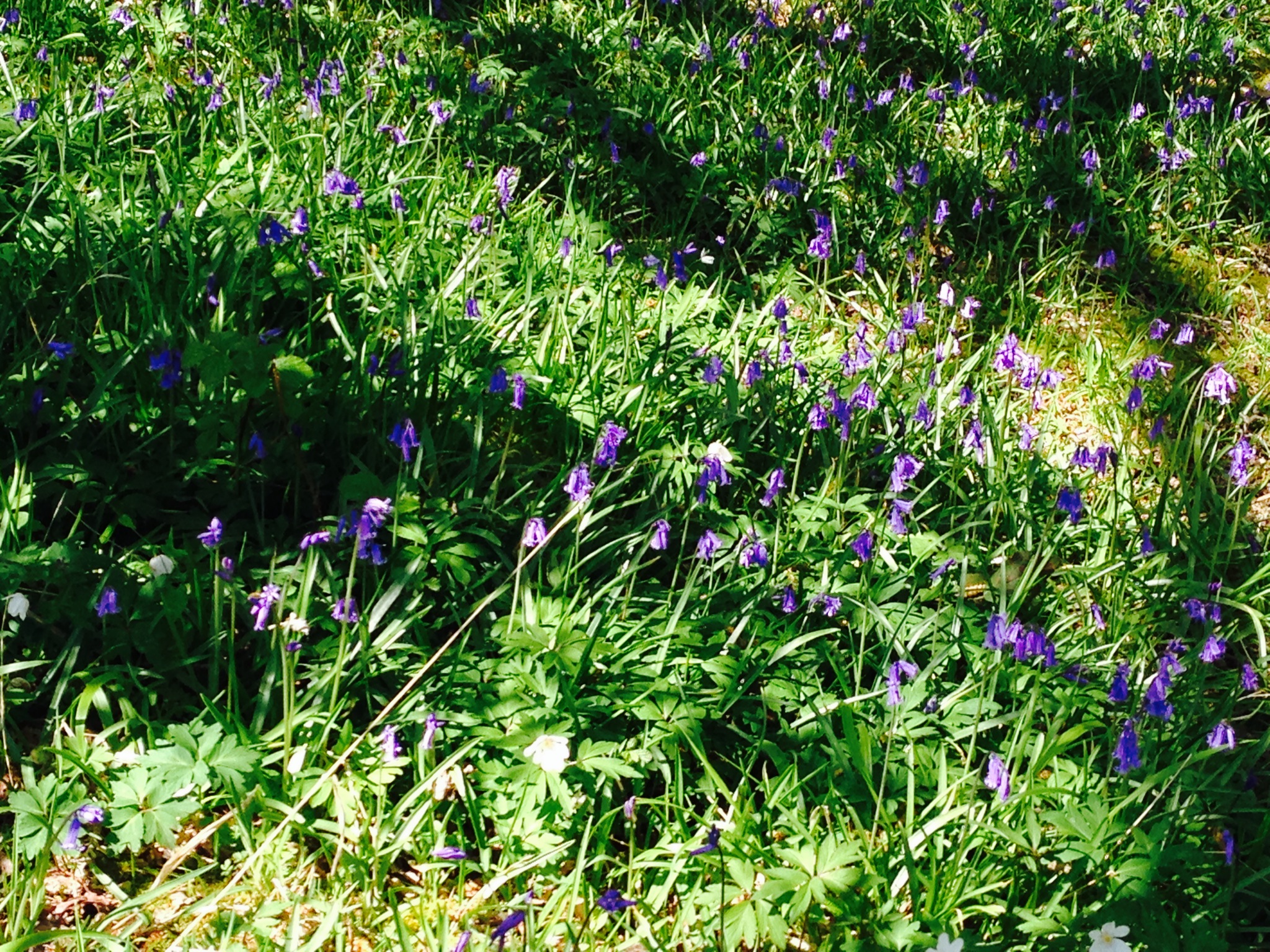 bluebells.jpg