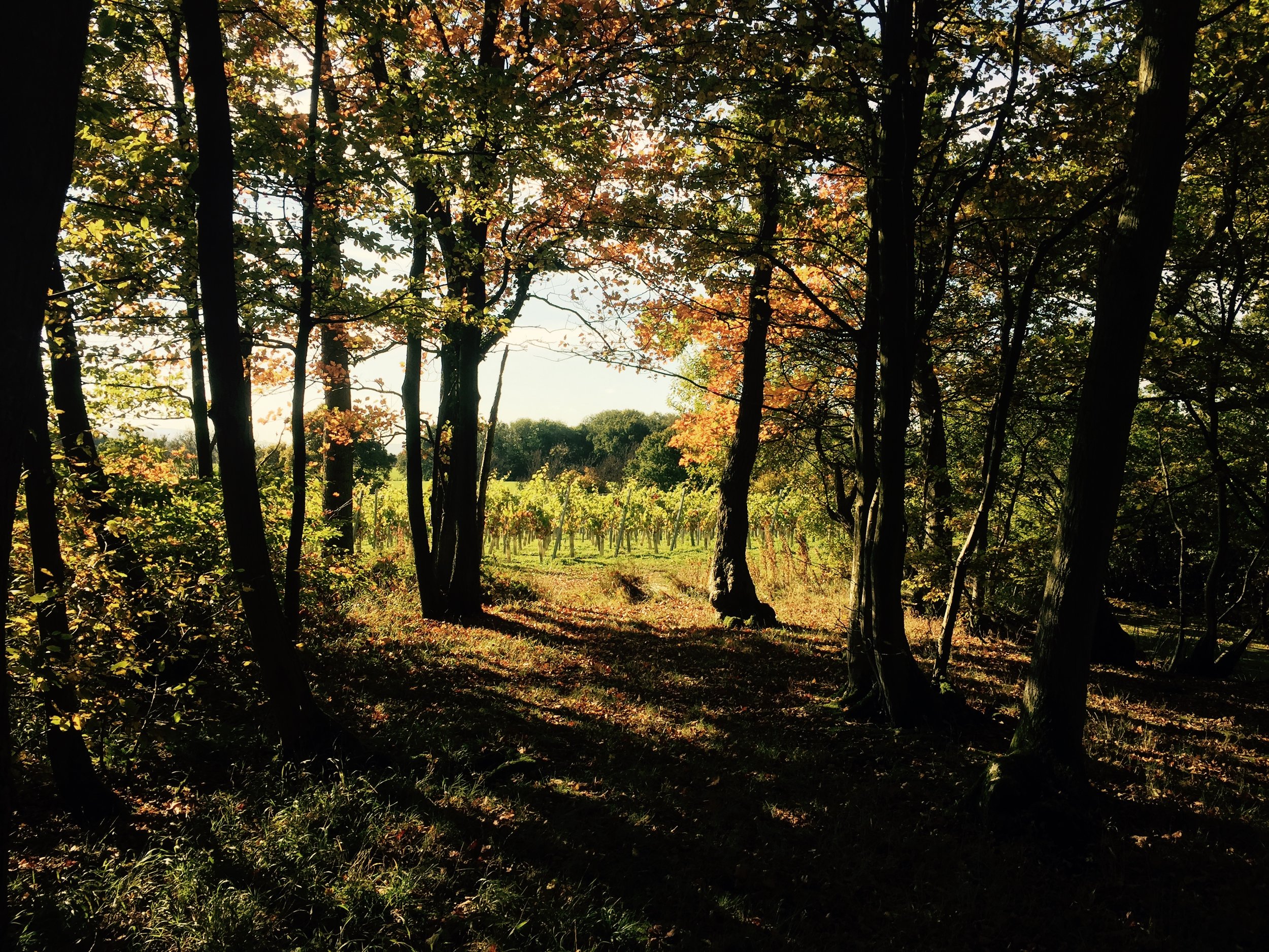 Autumn 15.jpg