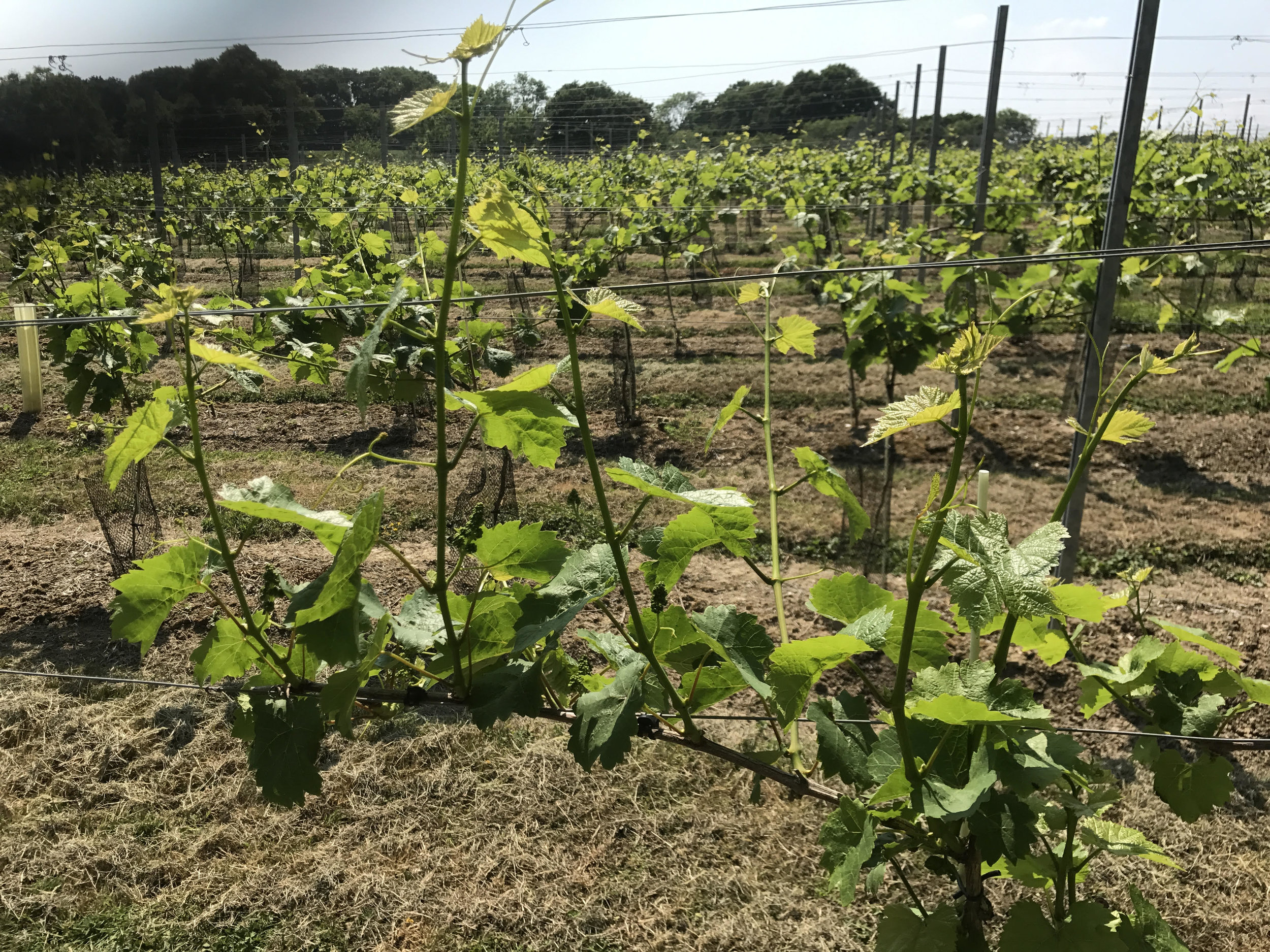 Green shoots 17.jpg